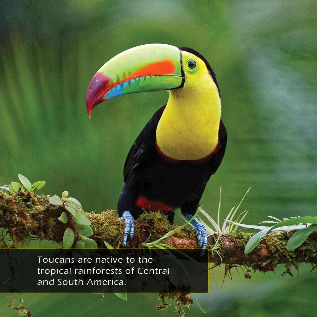 Toucans! A My Incredible World Picture Book for Children