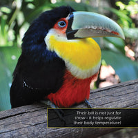 Toucans! A My Incredible World Picture Book for Children