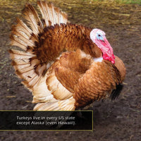 Turkeys! A My Incredible World Picture Book for Children