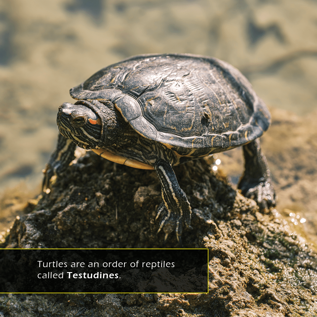 Turtle Shell Book Turtles Book for Kids | Shells & Slow Movement – My Incredible World