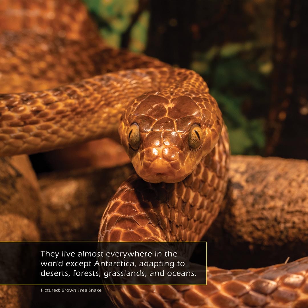 Venomous Snakes! A My Incredible World Picture Book for Children