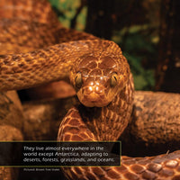 Venomous Snakes! A My Incredible World Picture Book for Children