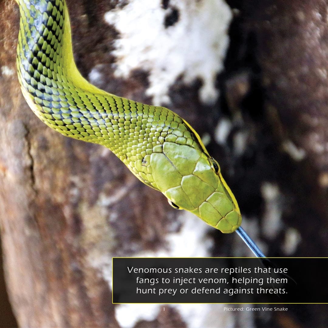 Venomous Snakes! A My Incredible World Picture Book for Children