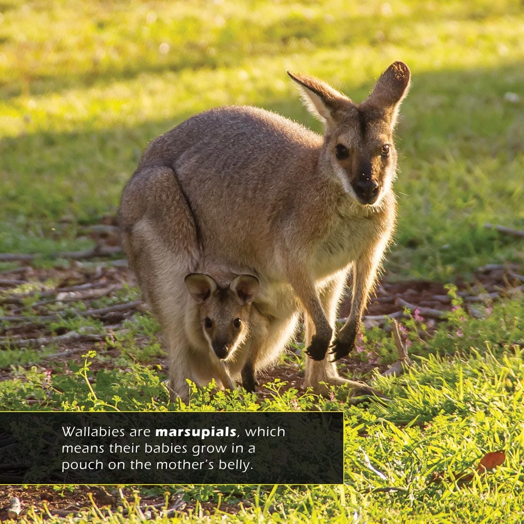 Wallabies! A My Incredible World Picture Book for Children