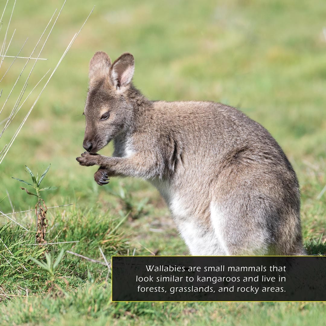 Wallabies! A My Incredible World Picture Book for Children