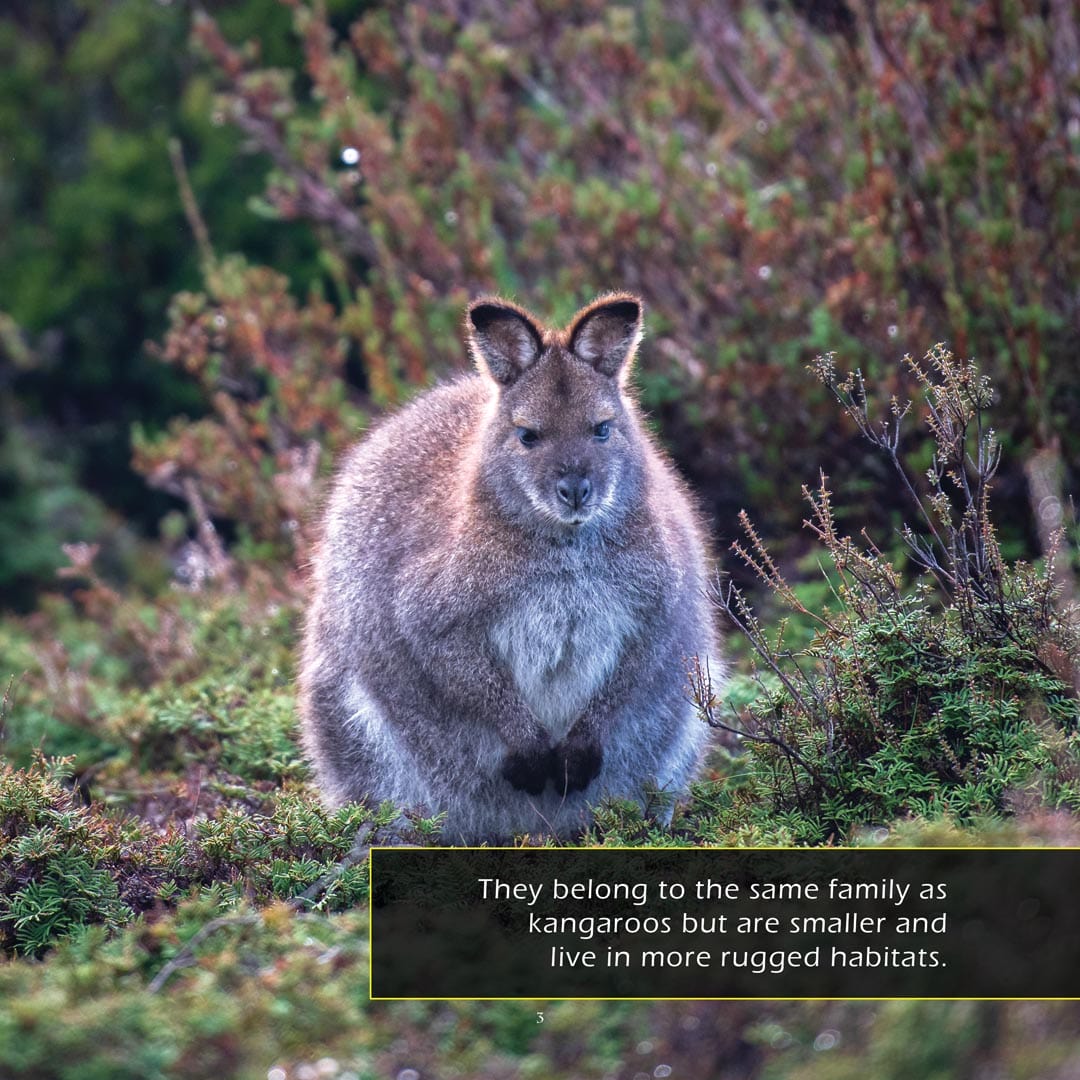 Wallabies! A My Incredible World Picture Book for Children
