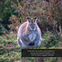 Wallabies! A My Incredible World Picture Book for Children