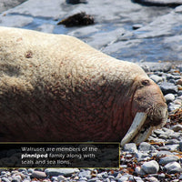 Walruses! A My Incredible World Picture Book for Children