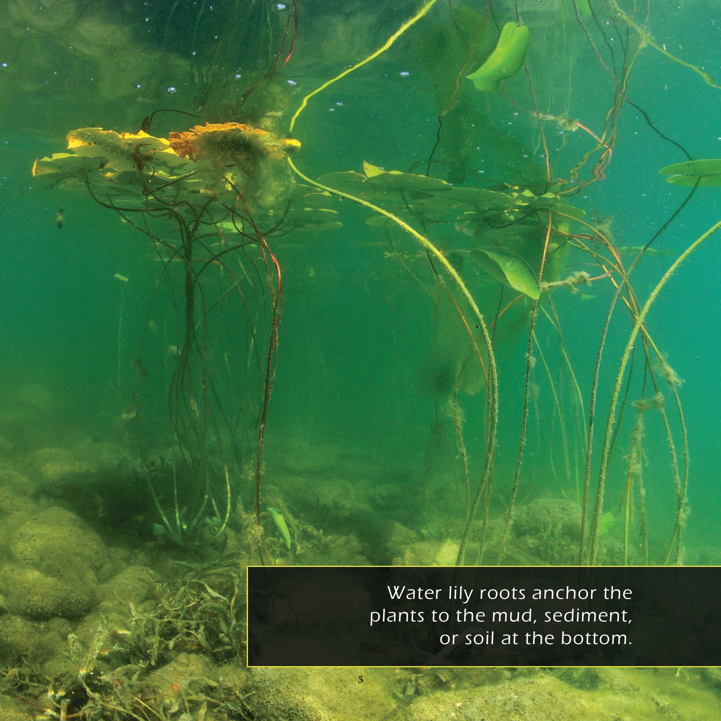 Water Lilies & Lily Pads! A My Incredible World Picture Book for Children