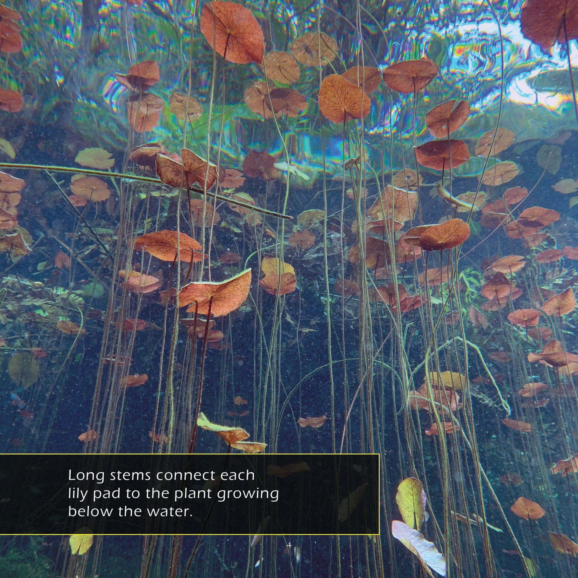 Water Lilies & Lily Pads! A My Incredible World Picture Book for Children