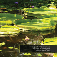 Water Lilies & Lily Pads! A My Incredible World Picture Book for Children