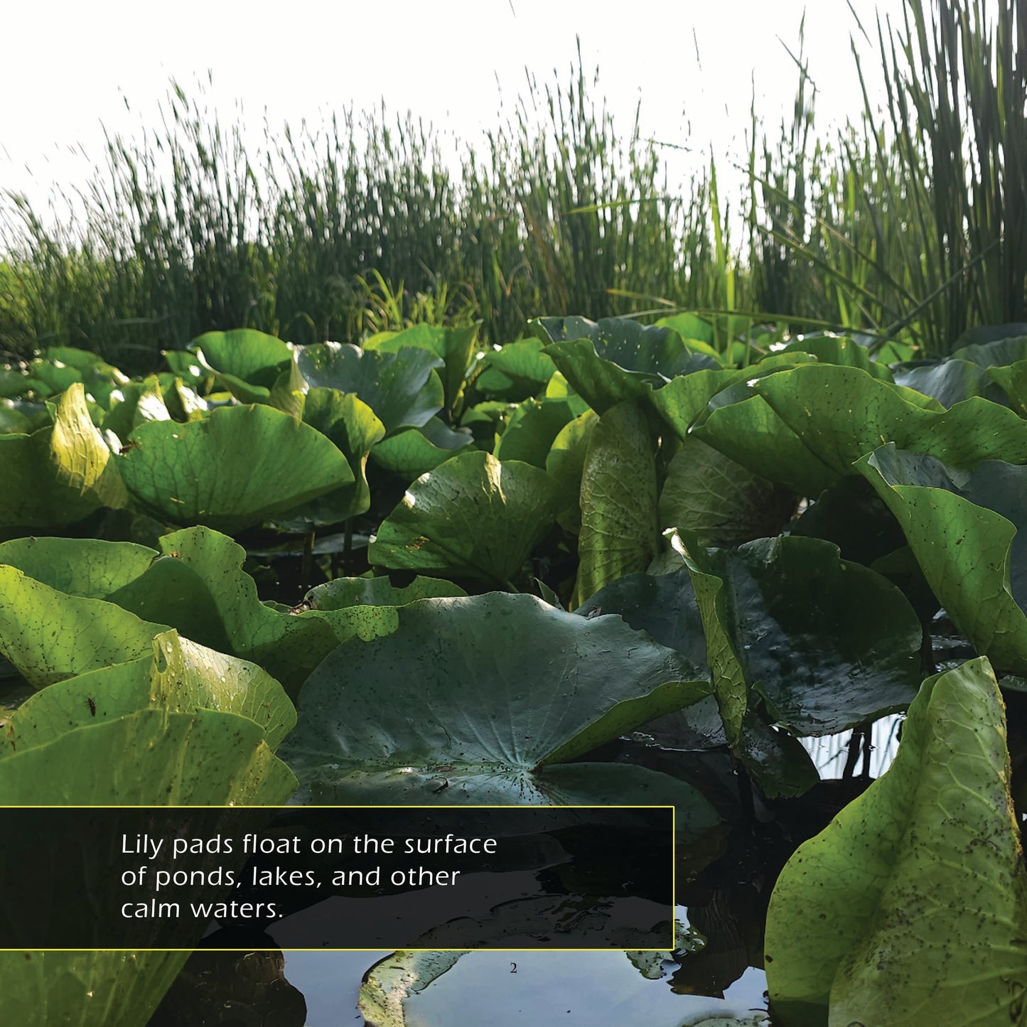 Water Lilies & Lily Pads! A My Incredible World Picture Book for Children