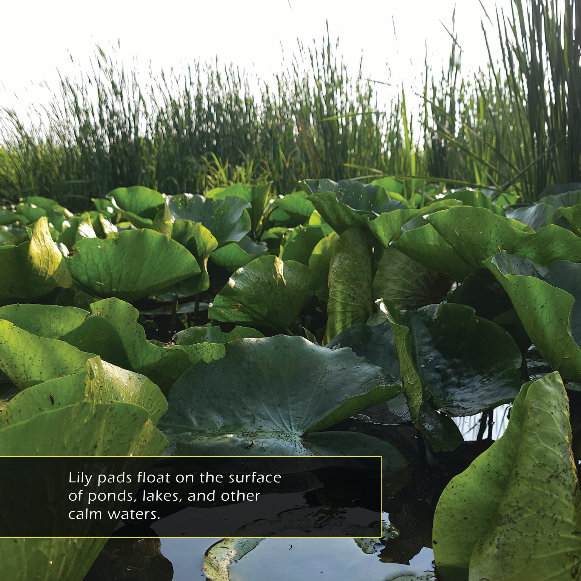 Water Lilies & Lily Pads! A My Incredible World Picture Book for Children