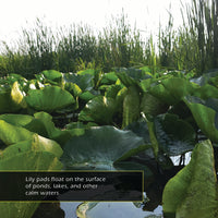 Water Lilies & Lily Pads! A My Incredible World Picture Book for Children