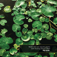 Water Lilies & Lily Pads! A My Incredible World Picture Book for Children