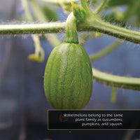 Watermelons! A My Incredible World Picture Book for Children