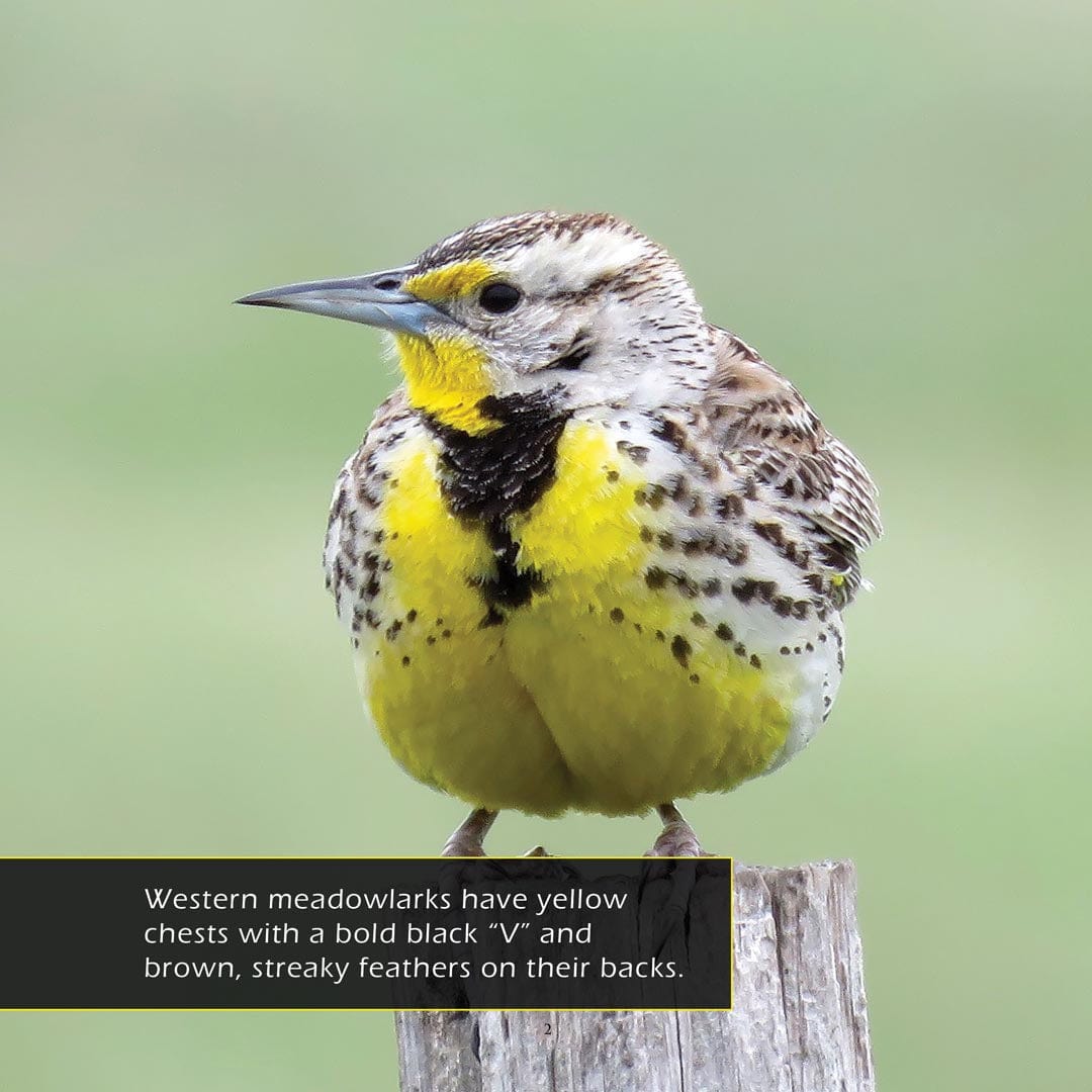 Western Meadowlarks! A My Incredible World Picture Book for Children