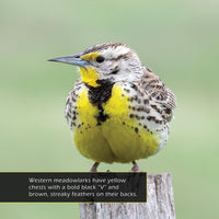 Western Meadowlarks! A My Incredible World Picture Book for Children