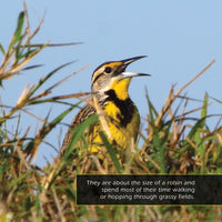 Western Meadowlarks! A My Incredible World Picture Book for Children