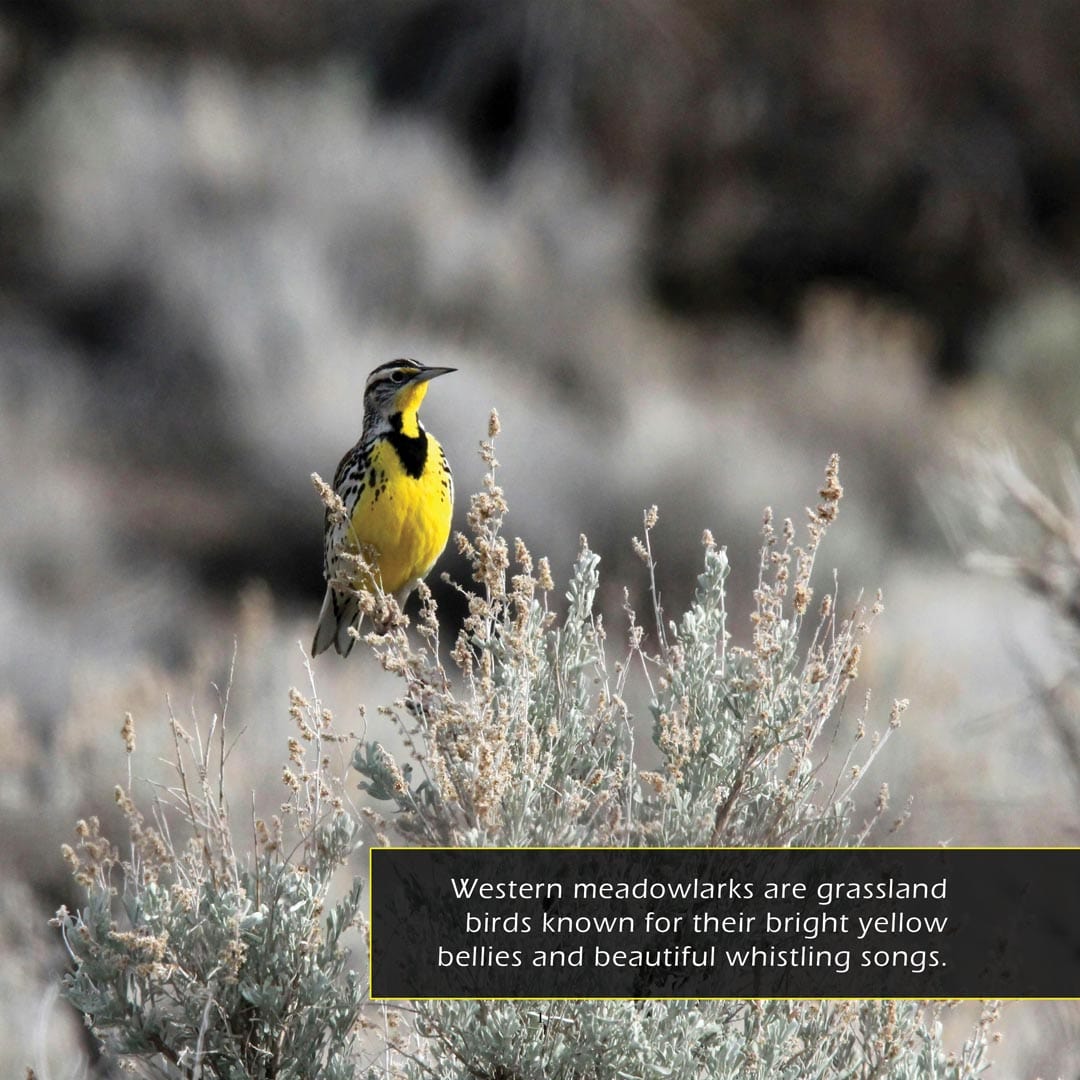Western Meadowlarks! A My Incredible World Picture Book for Children