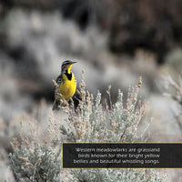 Western Meadowlarks! A My Incredible World Picture Book for Children
