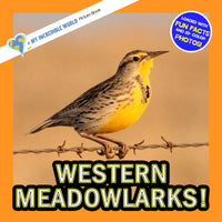 Western Meadowlarks! A My Incredible World Picture Book for Children