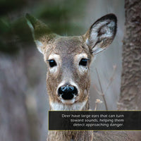 White-Tailed Deer! A My Incredible World Picture Book for Children