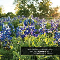 Wildflowers! A My Incredible World Picture Book for Children