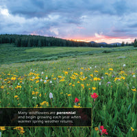 Wildflowers! A My Incredible World Picture Book for Children