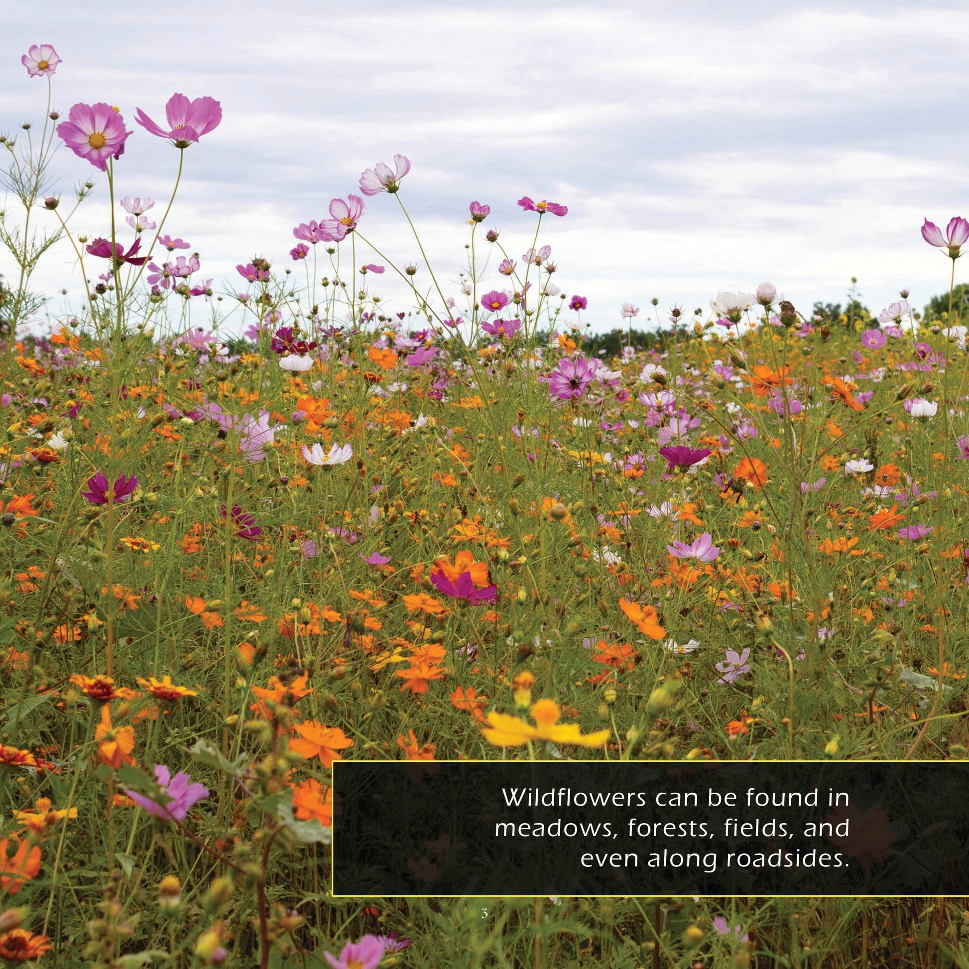 Wildflowers! A My Incredible World Picture Book for Children