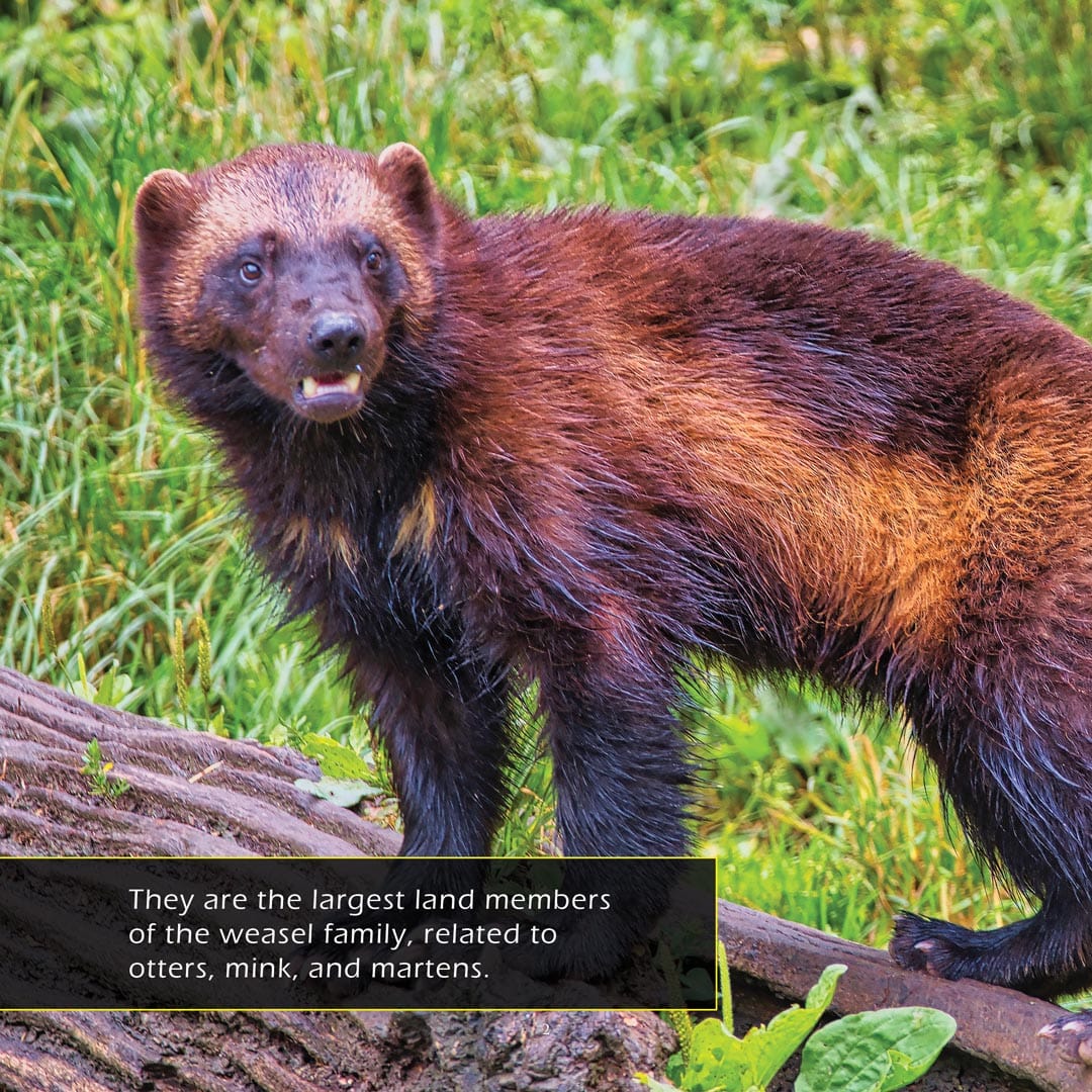 Wolverines! A My Incredible World Picture Book for Children