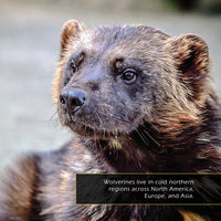 Wolverines! A My Incredible World Picture Book for Children