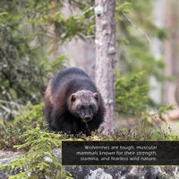 Wolverines! A My Incredible World Picture Book for Children