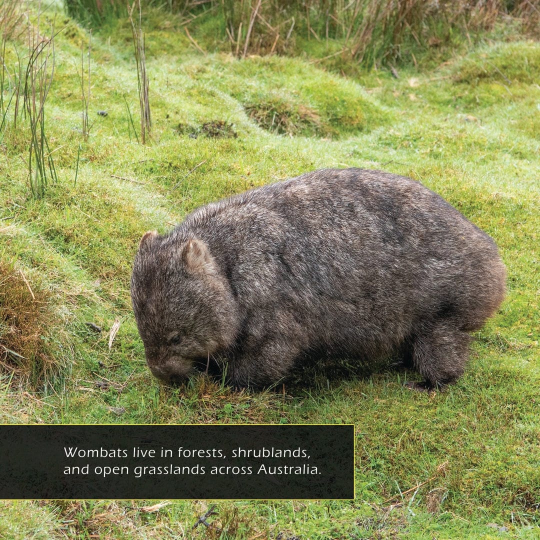 Wombats! A My Incredible World Picture Book for Children
