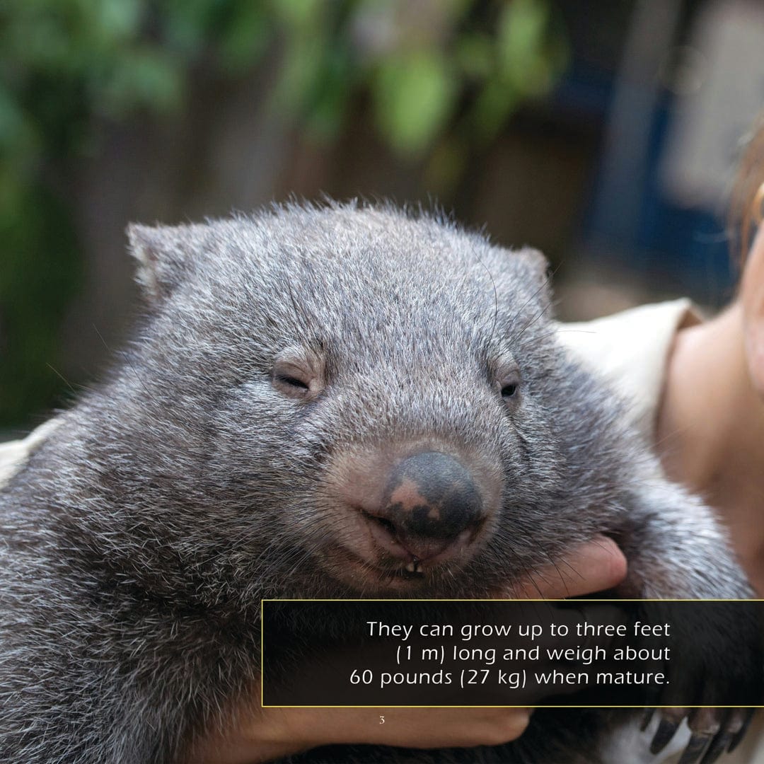 Wombats! A My Incredible World Picture Book for Children