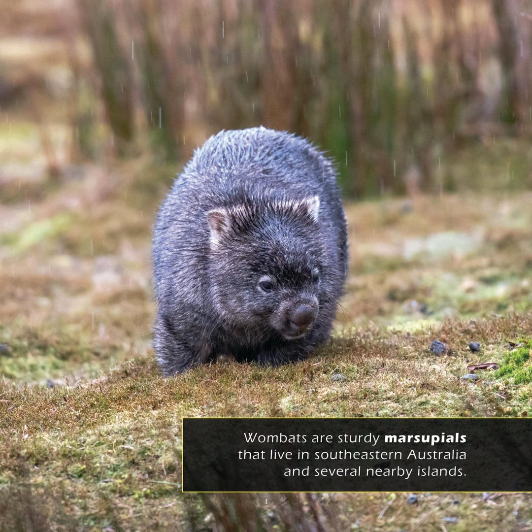 Wombats! A My Incredible World Picture Book for Children