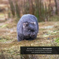Wombats! A My Incredible World Picture Book for Children