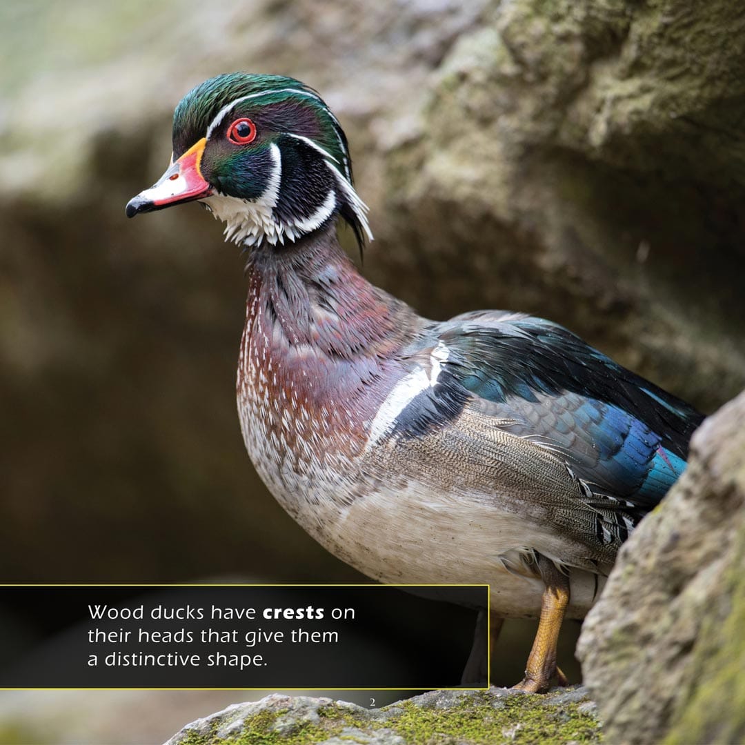 Wood Ducks! A My Incredible World Picture Book for Children