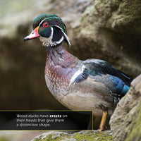 Wood Ducks! A My Incredible World Picture Book for Children