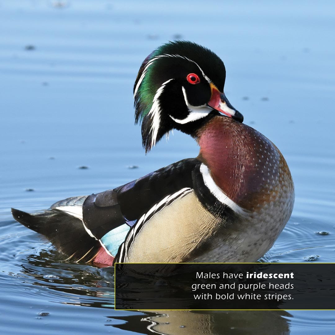 Wood Ducks! A My Incredible World Picture Book for Children