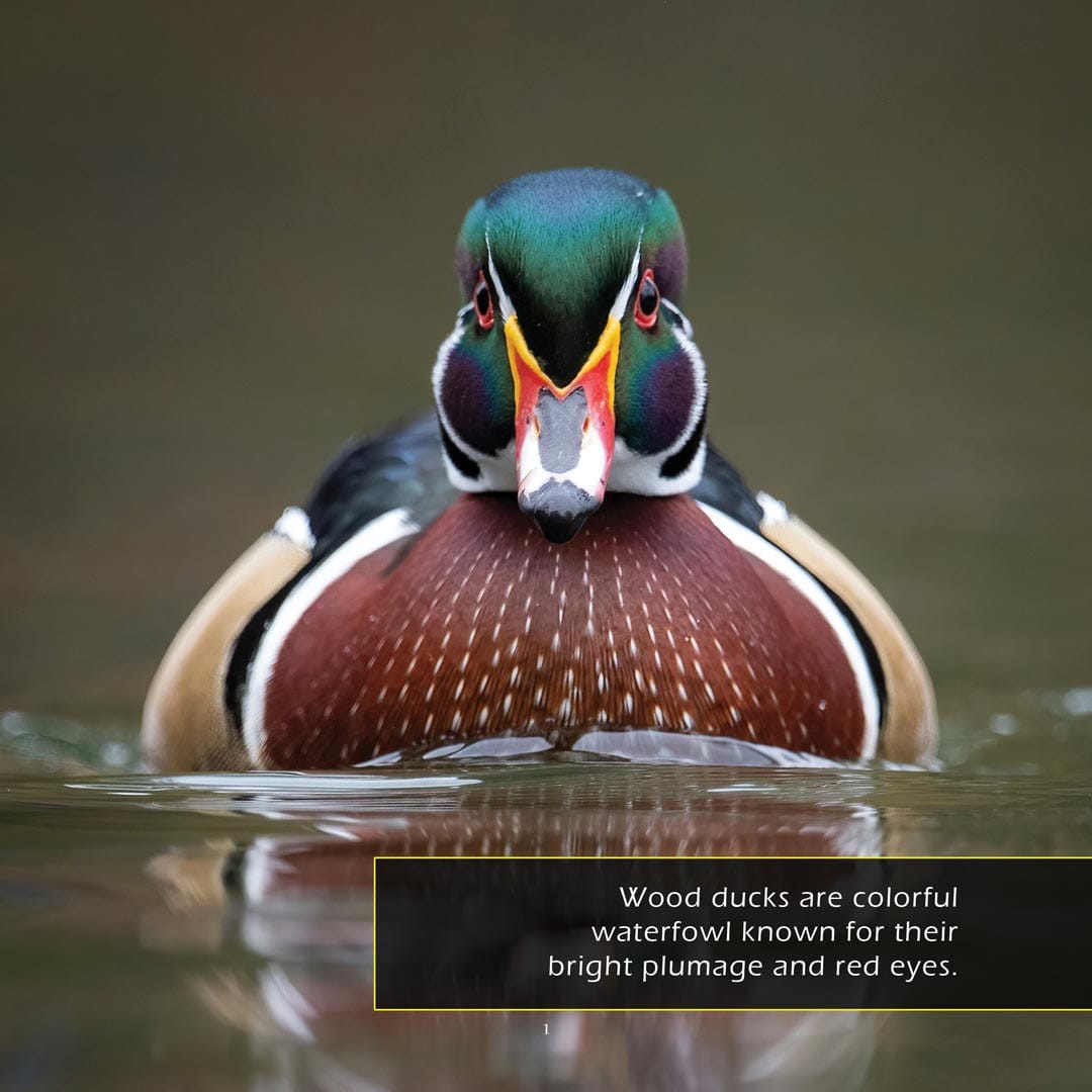 Wood Ducks! A My Incredible World Picture Book for Children