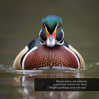 Wood Ducks! A My Incredible World Picture Book for Children