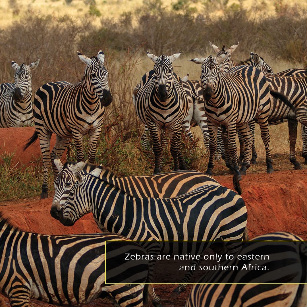 Zebras! A My Incredible World Picture Book for Children