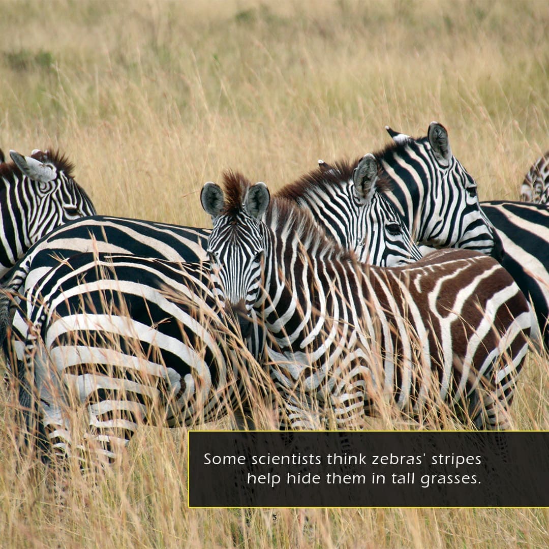 Zebras! A My Incredible World Picture Book for Children