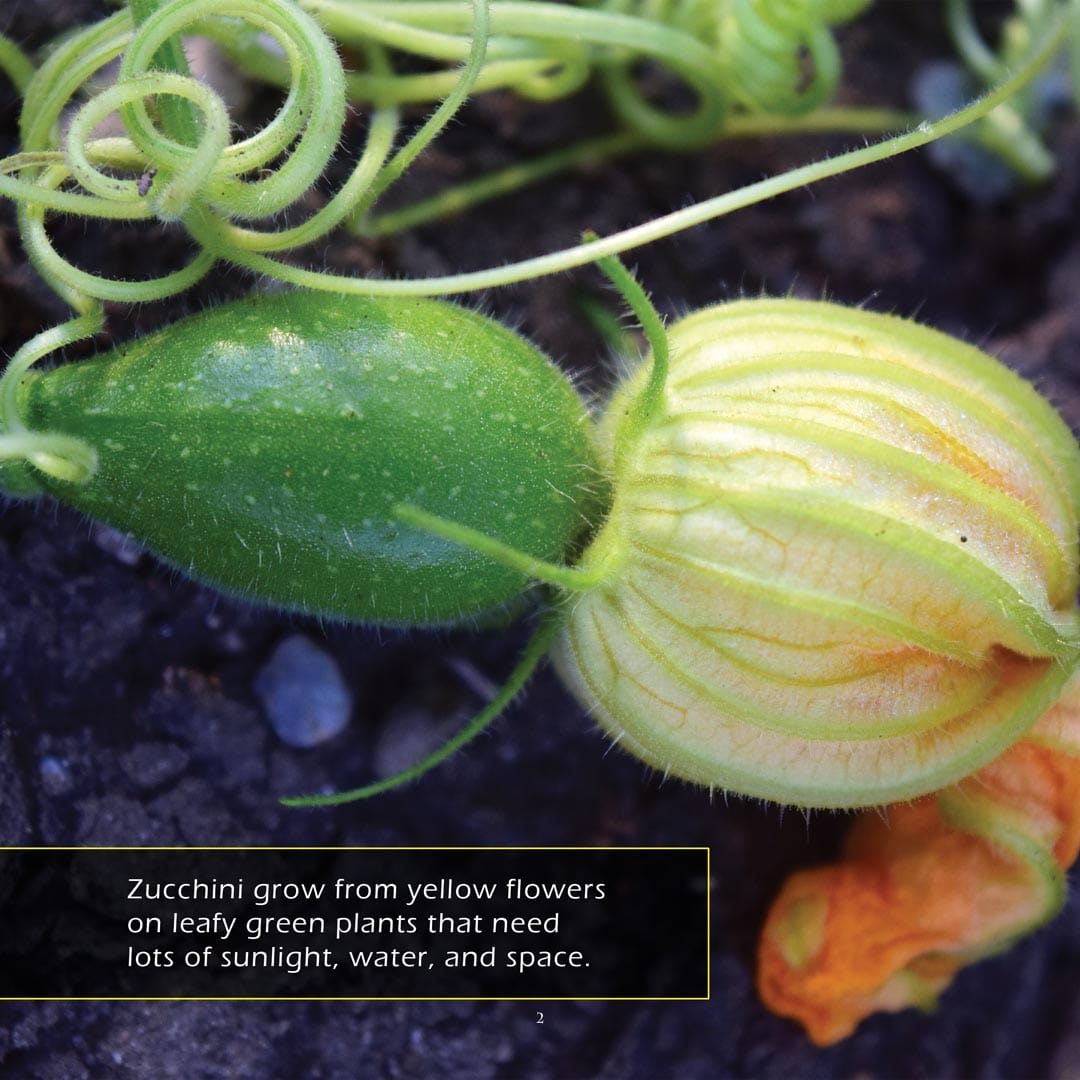Zucchini! A My Incredible World Picture Book for Children