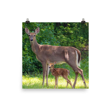 Doe and Young Fawn in Spring – Enhanced Matte Poster / Print (Deer) 10×10