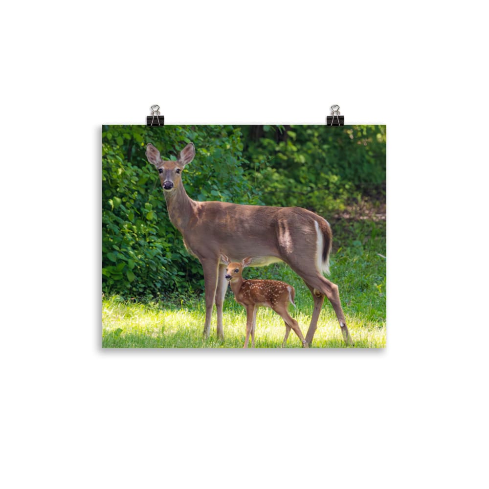 Doe and Young Fawn in Spring – Enhanced Matte Poster / Print (Deer) 11×14