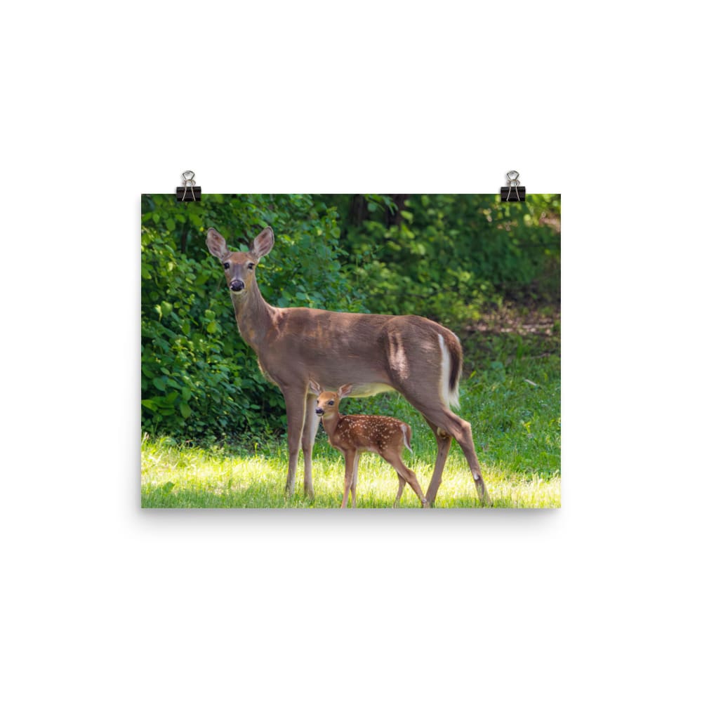 Doe and Young Fawn in Spring – Enhanced Matte Poster / Print (Deer) 12×16