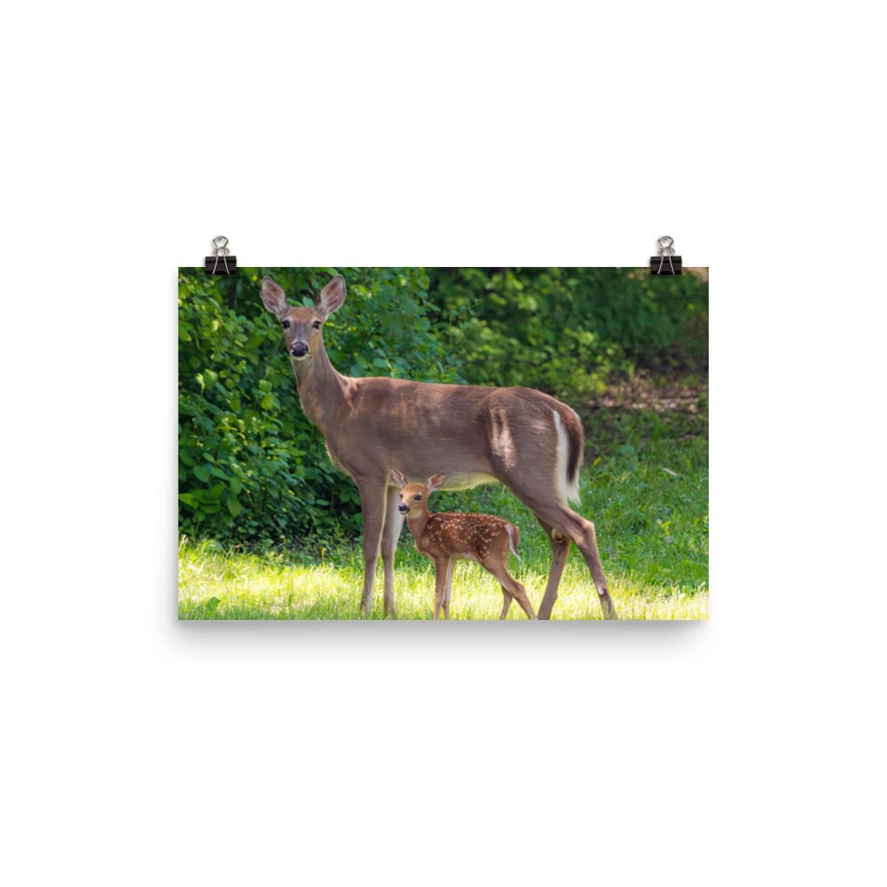 Doe and Young Fawn in Spring – Enhanced Matte Poster / Print (Deer) 12×18