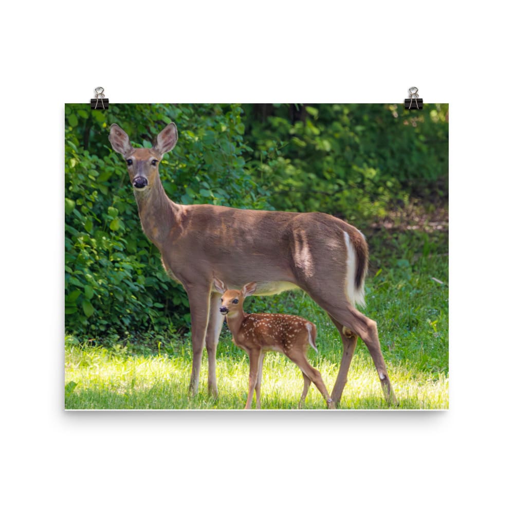 Doe and Young Fawn in Spring – Enhanced Matte Poster / Print (Deer) 16×20